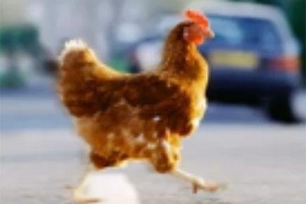 Chicken road gokspel - Wil je rijk worden met Chicken Road, de populaire gokspel in Nederland?