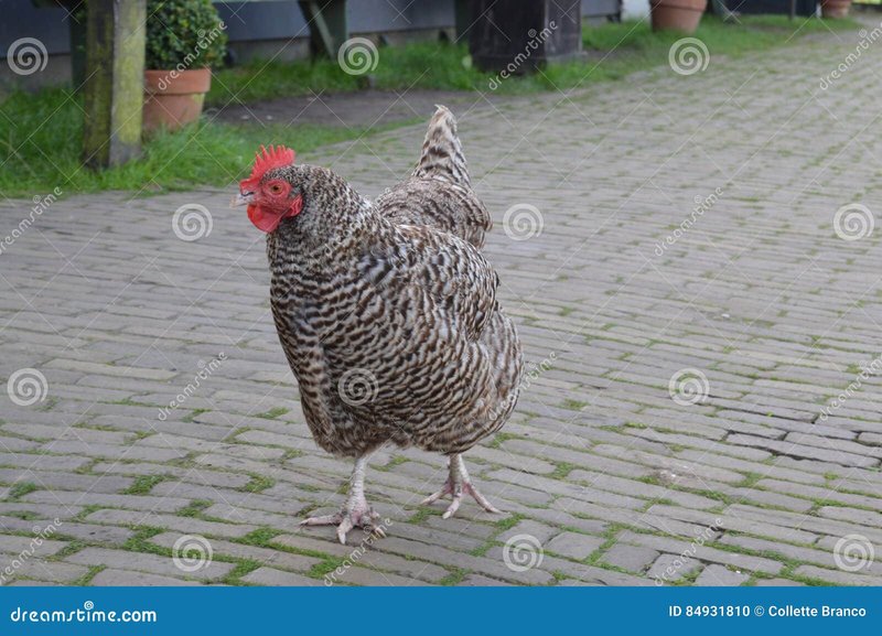 Best chicken road gokkast in Netherlands